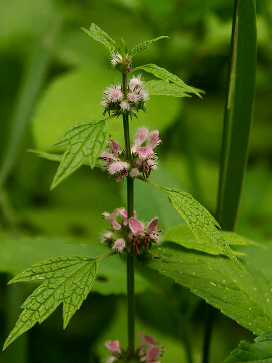 Leonurus cardiaca